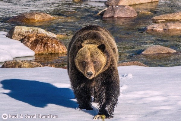 Banff Wildlife During September